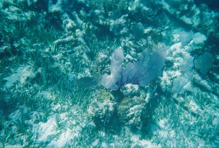 Bacalar Chico Coral6